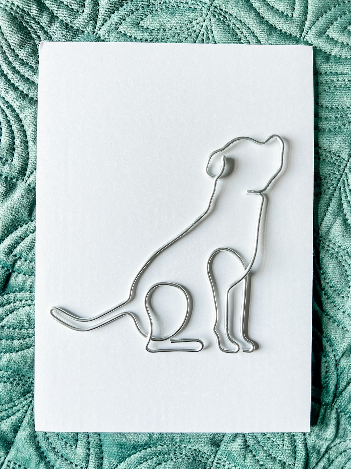 Wire Staffordshire Bull Terrier